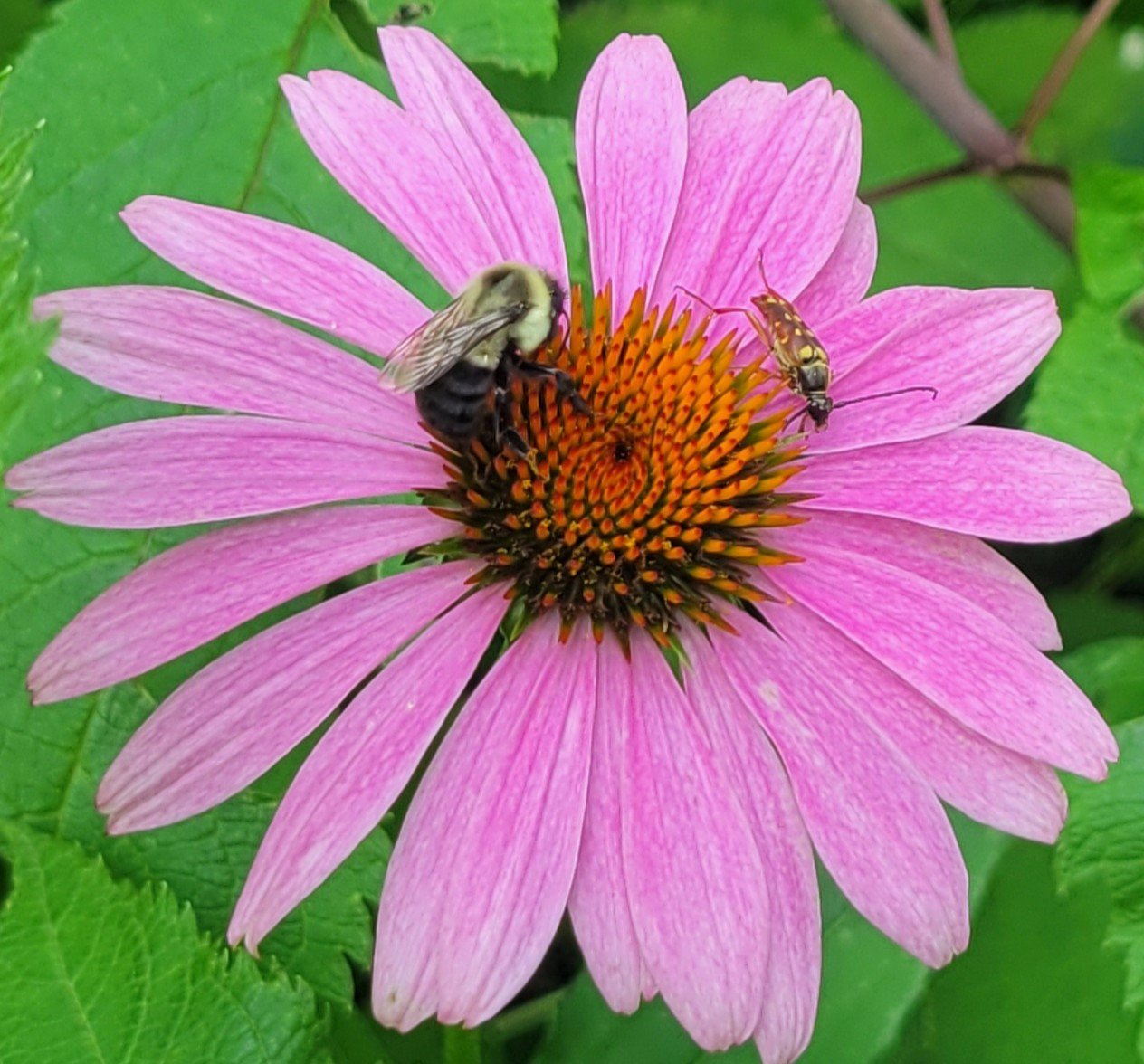 20250731 coneflower bees